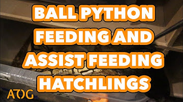 Feeding my Ball Python Collection and Assist Feeding