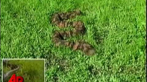 Israeli Military Testing 