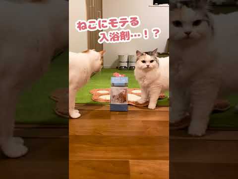 猫にモテる入浴剤だと…！？【おしゃべりする猫】 #Shorts