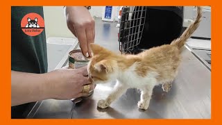 The Neglected and Abandoned Kitten Rescued is at the Vet by Jutta Shelter 1,395 views 11 days ago 3 minutes, 55 seconds