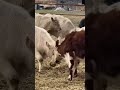 Ауликольская банда🐮🐮🐮