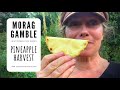 Pineapple Harvest with Morag Gamble