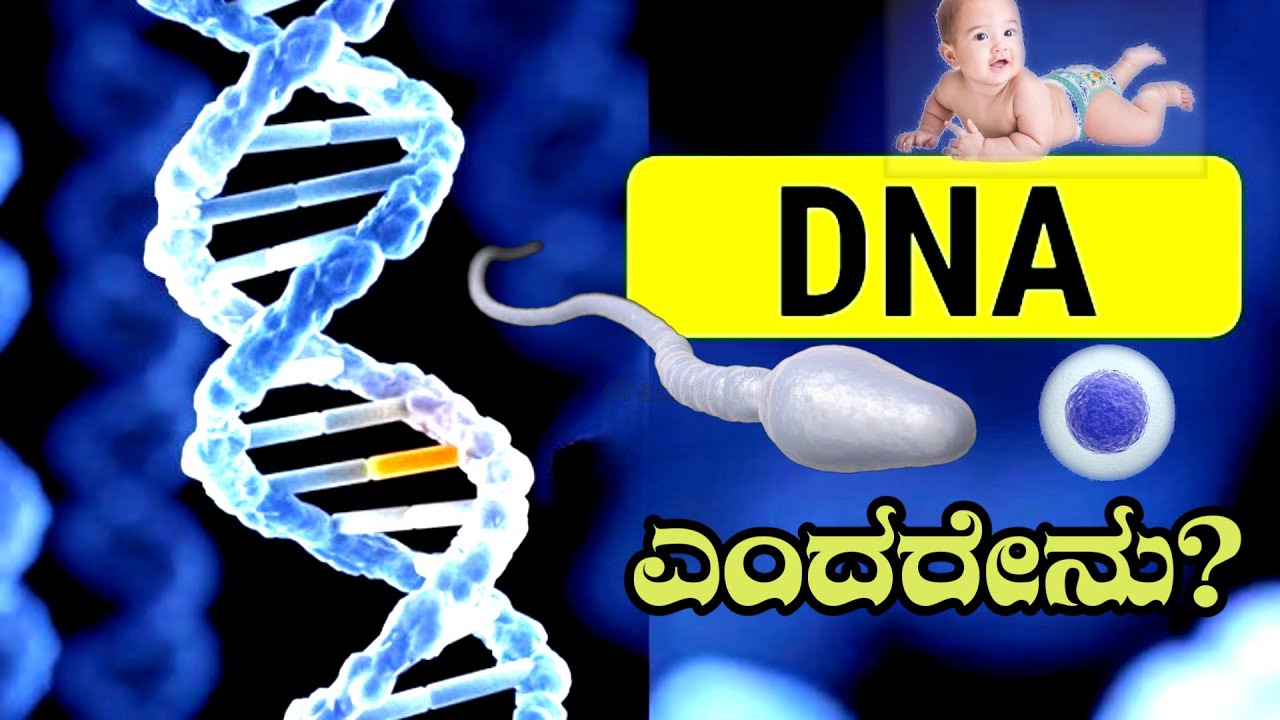 Gfactaar DNA In Kannada Sperm What Is DNA In Human What Is A Gene Gfactaar DNA In Kannada Sperm What Is DNA In Human What Is A Gene