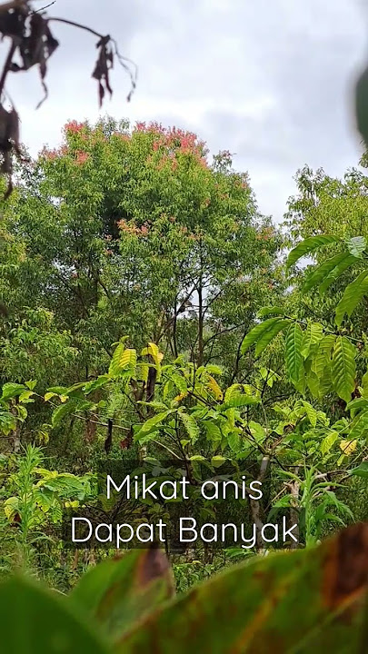 Mikat burung anis