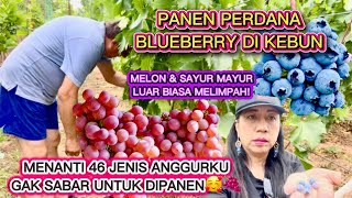 JANGAN KASIH KENDOR! PANEN PERDANA BLUEBERRY! 46 JENIS ANGGURKU SEMAKIN MENYALAA🍇🇹🇩