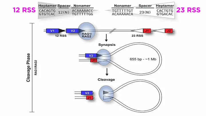 T and B Cell Development: V(D)J Recombination