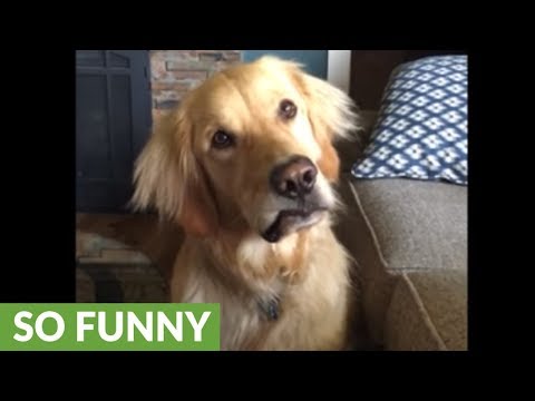 Golden Retriever head-tilts when asked to go swimming