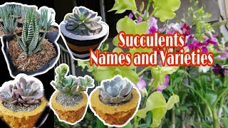 Succulent Varieties|Succulent Names|Succulent ID's |Succulent Tour