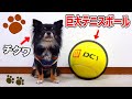 【爆笑】チクワに巨大テニスボールをあげたら遊んでくれると思ったのに…。