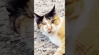 Chase Vs Millie Vs Skye