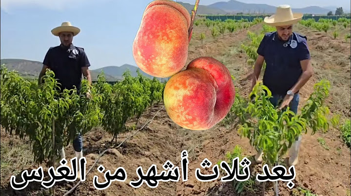 #أربح عامين في #عام واحد  #شاهد سر دخول الشتلة الإنتاج في عامها الأول بكميات غزيرة