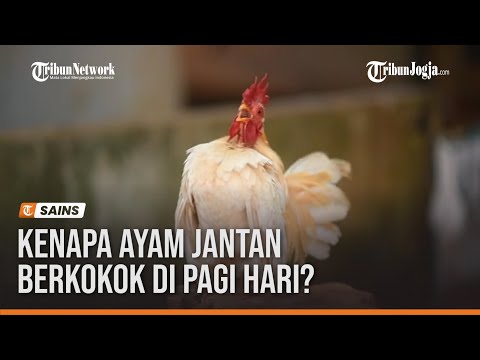 Video: Mengapa ayam jantan berkokok sepanjang hari?