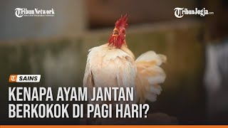 Kenapa Ayam Jantan Berkokok di Pagi Hari Ini Penjelasannya