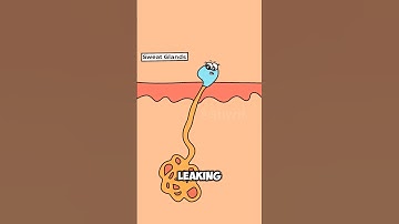 The Science Behind Panic Attacks #animation #funny #healthcare