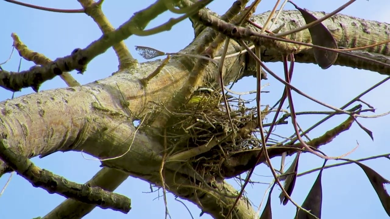 Você consegue diferenciar um Nei-nei (Megarynchus pitangua)do seu irmão Bem-te-vi?