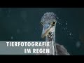 Naturfoto Tutorial - Tiere im Regen fotografieren