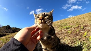 黒猫とソックス猫が大きな土手の前で日向ぼっこ