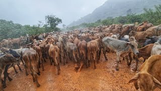 MAIS DE 1000 CABEÇAS DE GADO NO ESTRADÃO! Era gado a perder de vista .