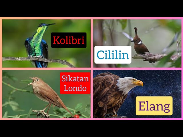 masteran kombinasi cililin, sikatan londo, kolibri, elang jernih class=