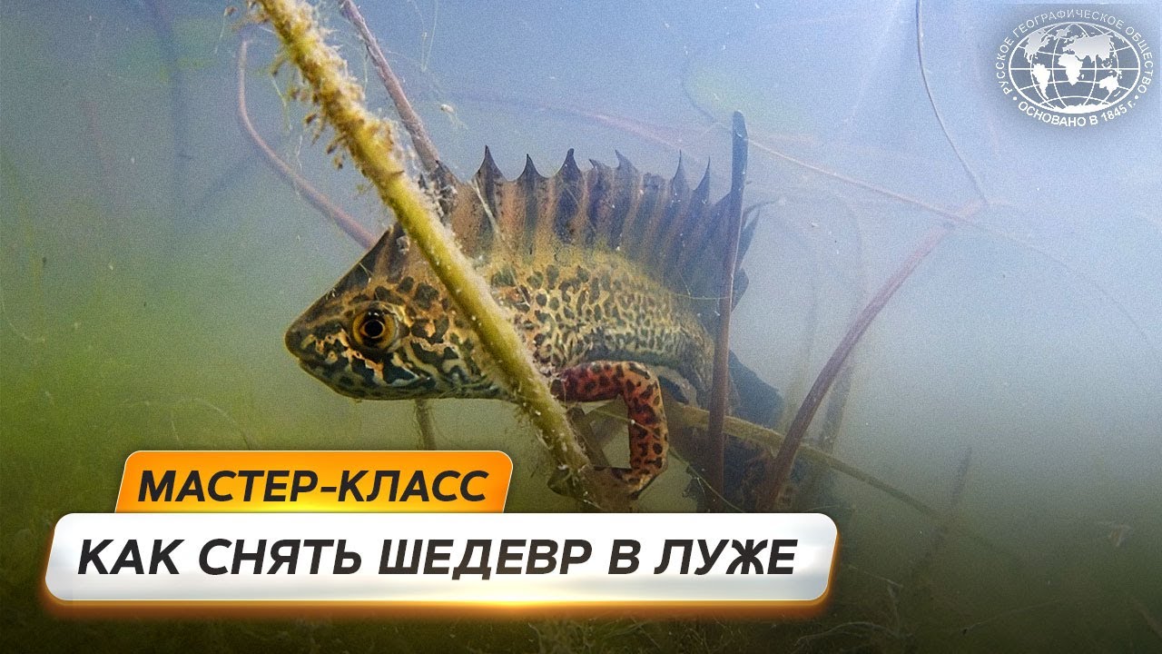 Подводная фотография - Секреты подводной съёмки