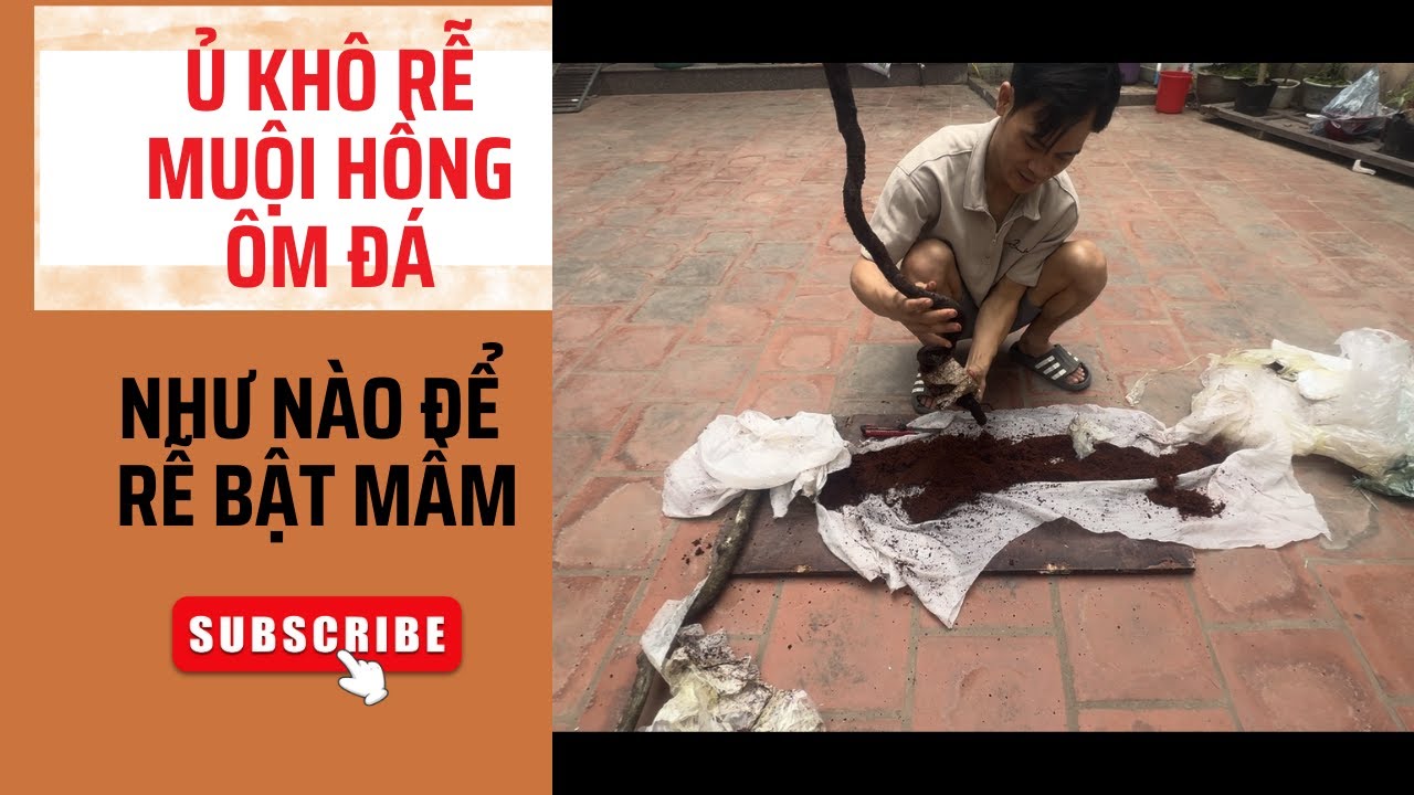 Hướng Dẫn Anh Em Ủ Khô Rễ Muội Hồng Ôm Đá Để Cây Trồng Thành Công Cao NHất