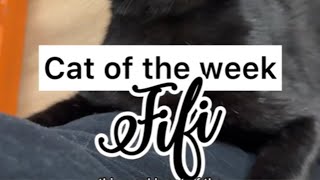 Cat of the Week ~ Fifi by The Cattery Cat Shelter 980 views 12 days ago 1 minute, 1 second