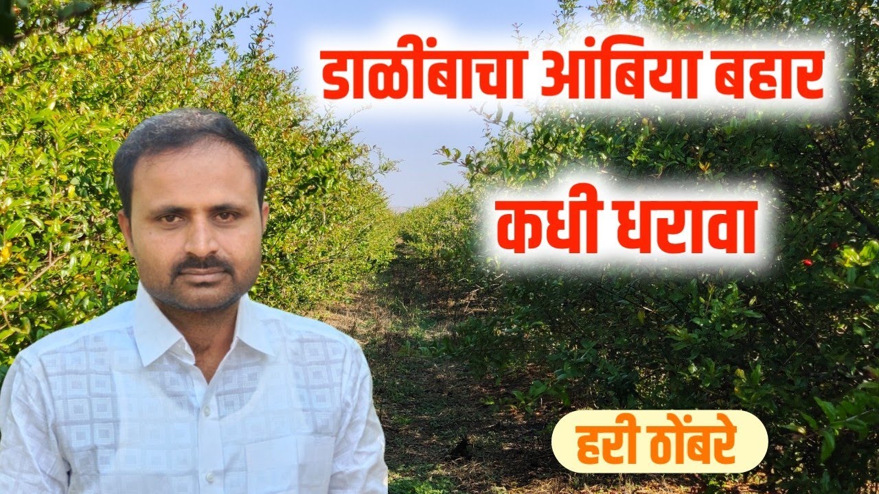 डाळींबाचा आंबिया बहार कधी धरवा ! dalimbacha ambiya bahar kadhi dharava !
