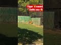 Tiger saund  delhi zoo  viral shorts short tradingvlogs youtubeshorts