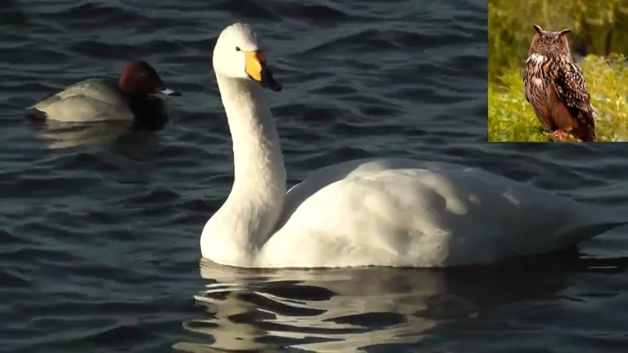 Лебедь кликун Cygnus cygnus