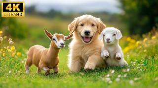 Cuccioli di animali adorabili in 4K UHD 🐾 🌿 Scene di animali selvatici dolci e teneri per rilassar screenshot 3