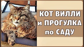 Кот Вилли и прогулка по саду. Жизнь в Австрии