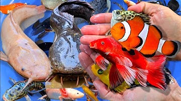 Tổng hợp các video cá cảnh đẹp, động vật dễ thương, cá trê lớn, cá đầu rắn, cá koi