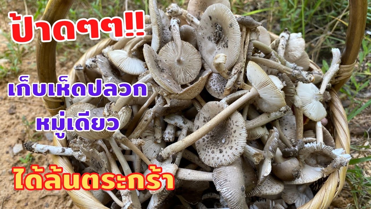 Ep.71 เก็บเห็ดปลวก🍄🍄เห็ดไส้เดือน เก็บม่วนเก็บมัน แป๊บเดียวเต็มตระกร้า
