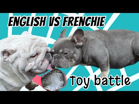 Mini Bulldog vs Tiny Frenchie, The Toy Battle, who wins, who’s better, make your pick?