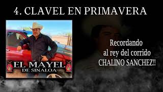 Clavel de Primavera - El Mayel de Sinaloa 2023 (en vivo)