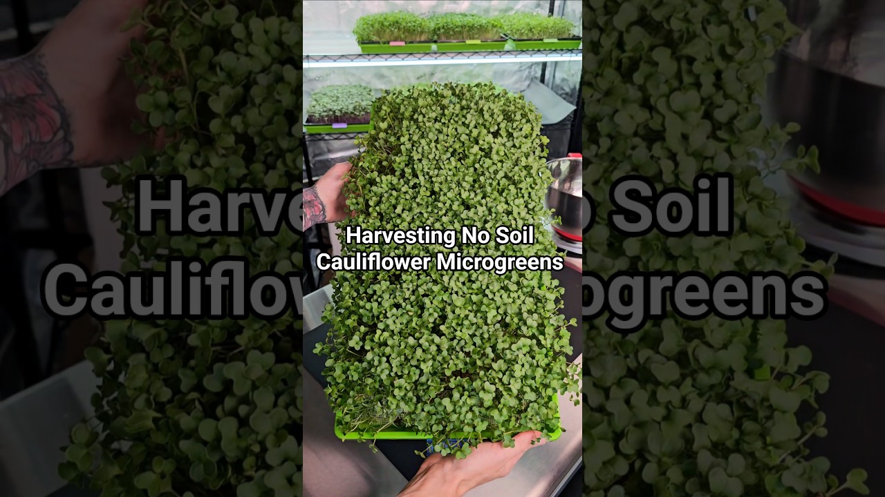 Harvesting Cauliflower Microgreens at Home Without Soil 🌱