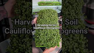 Harvesting Cauliflower Microgreens at Home Without Soil 🌱