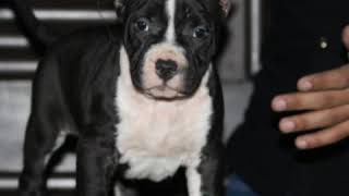 9910504304 American Staffordshire Puppies Available For Sale In India.