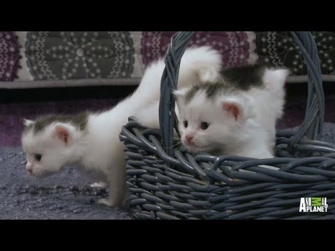 When You See These Kittens Discover A Basket… So Cute, NO Explanation Needed!