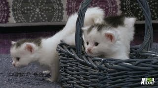 A Basket Full of Kittens | Too Cute!