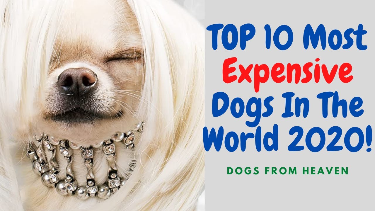 TOP 10 Most Expensive Dogs In The World 2020 YouTube