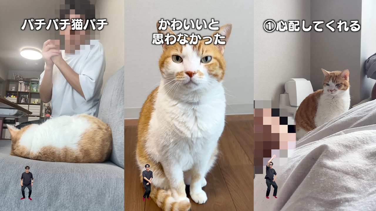 ねこぬこ 6 things only cat owners will understand - YouTube