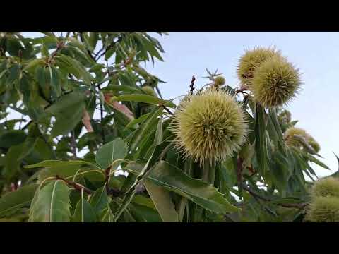 Βίντεο: Ιπποκαστανιές - δέντρα για πρασίνιση πόλεων