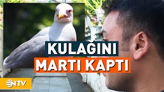 Kulağını Martı Kapmıştı, İlginç Kulak Davası Sonuçlandı | NTV