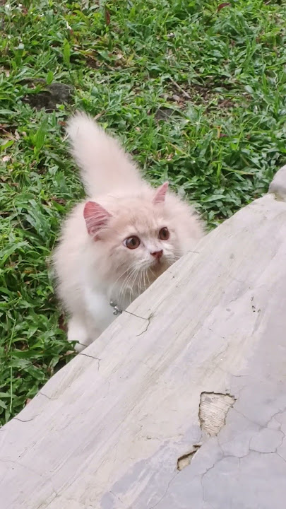 Icihiro aktiff bangeeet😍😍😍😍😹😹😼#cat #cutecat #funnyshorts #shortvideo #fyp