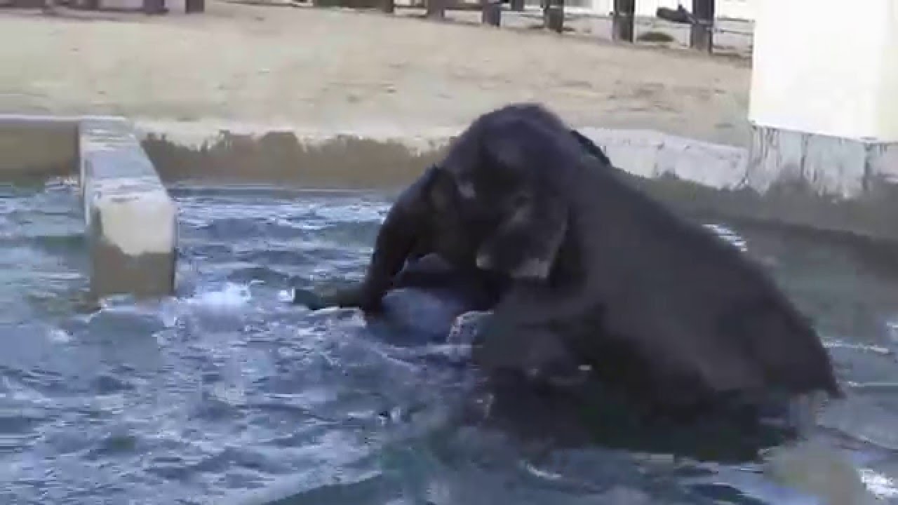 京都動物園 4頭の子ゾウのプール遊び Pool Play Of Child Elephant Youtube