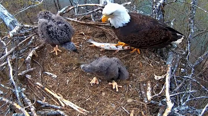 Ep#147 #baldeagle | Review mother bird brings food to feed her chicks | bird nest with nature life