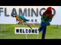 Parrotparakeetscolourfulactionstalkingkiligilithotha