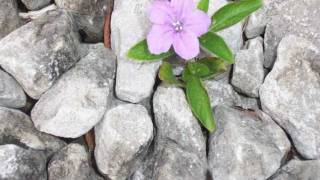 Steve Wariner - The Flower That Shattered The Stone chords