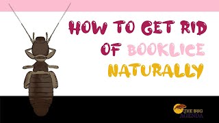 How to Get Rid of Booklice Naturally